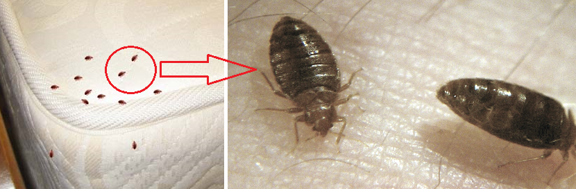 Bedbug Control in Delhi